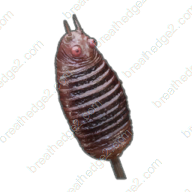 Oxyworm kebab icon