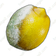 Rotten lemon icon