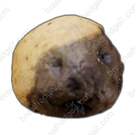 Rotten potato icon